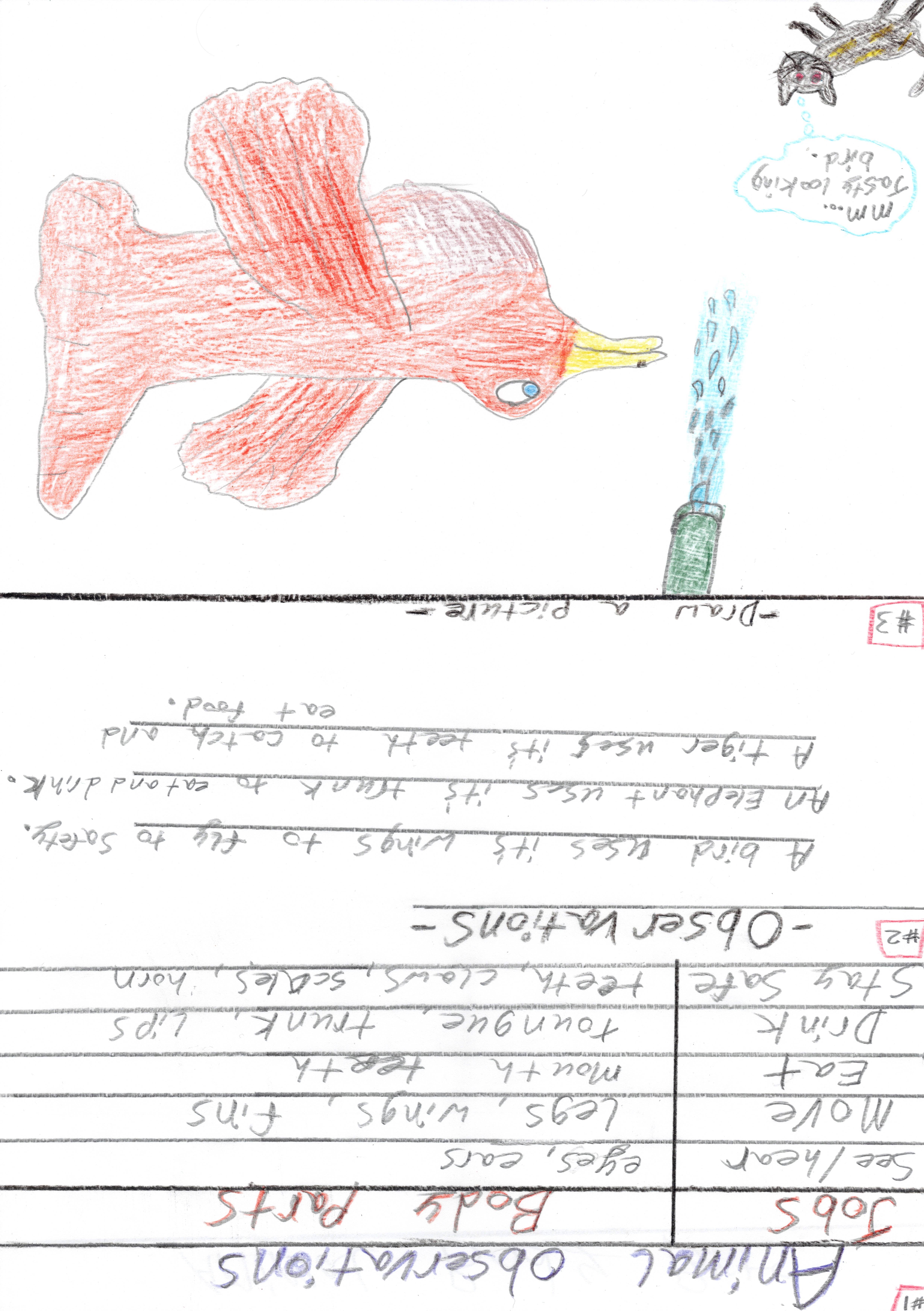 observe animal parts-sample